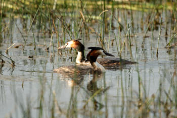 Faune des marais<br>NIKON D200, 700 mm, 400 ISO,  1/800 sec,  f : 6.3 